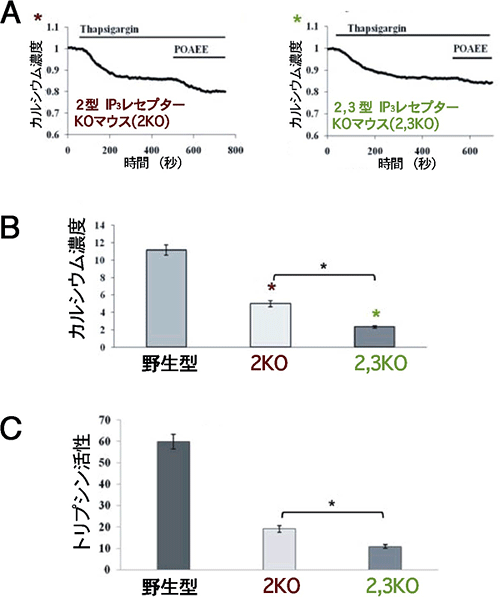 POAEEによるカルシウム放出とトリプシンの活性化は、 2型、3型IP3レセプターの働きにより引き起こされるの図