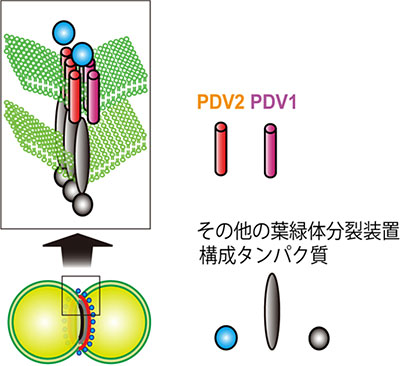 葉緑体分裂装置の構造の図