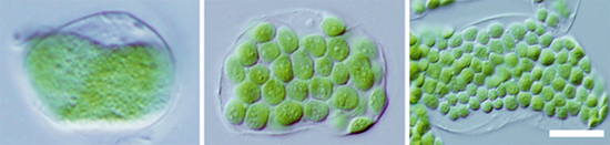 植物の葉緑体の数と大きさを調節する仕組みを解明 理化学研究所