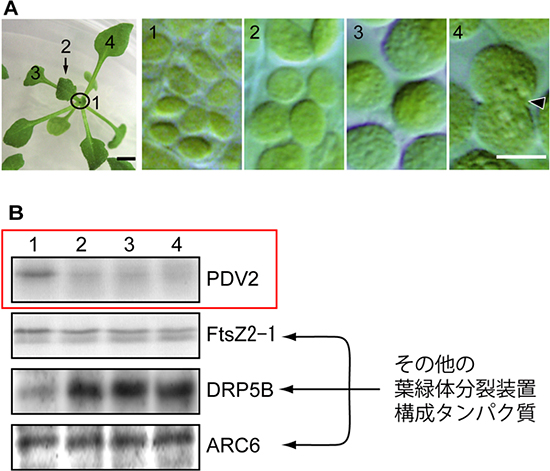 葉の発達段階の違いによる葉緑体の変化と、そのときのPDV2などの葉緑体分裂装置構成タンパク質の量の変化の図
