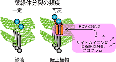 陸上植物で進化したPDVによる葉緑体分裂のコントロール機構の図