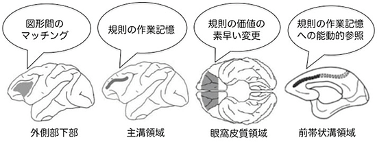 前頭連合野の諸領域のウィスコンシンカード分類テストにおけるそれぞれの役割の図