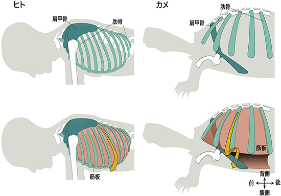 ヒトとカメの肋骨と肩甲骨の比較の図