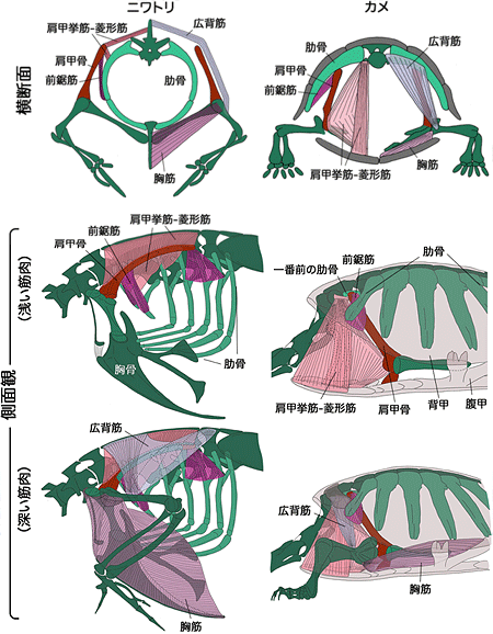 ニワトリとカメの肩、二の腕の筋肉の比較の図