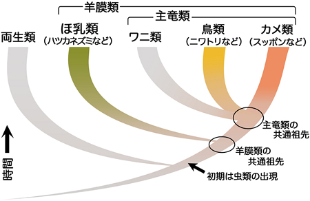 脊椎動物の系統の図