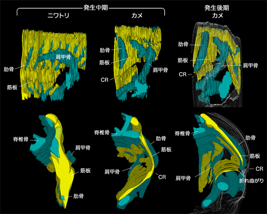 カメにおける体壁の折れ曲がりの図