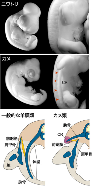 CRと前鋸筋の裏返りの図