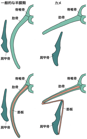 一般的な羊膜類とカメの骨格の位置関係の比較の図
