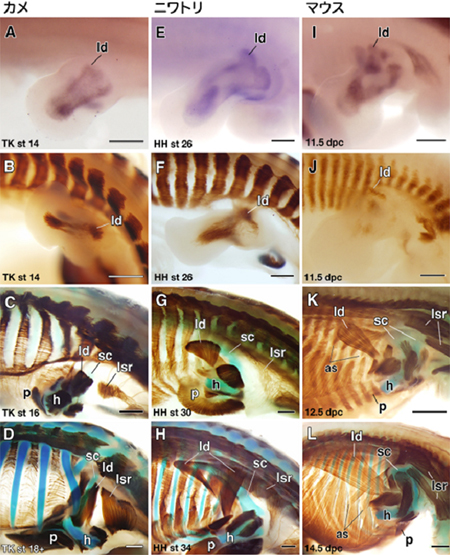 広背筋の発生の比較の図