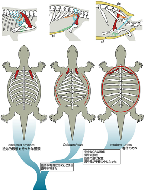 本研究をもとに推定したカメの進化の図