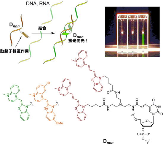 標的の核酸と結合すると蛍光発光する人工核酸の図