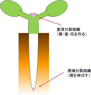 植物の分裂組織の図