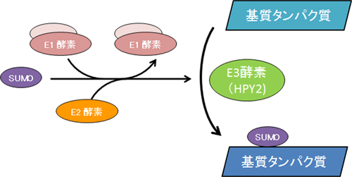 SUMOによる細胞内タンパク質の調節機構の図