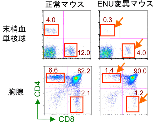 正常マウスと新規に樹立したENU変異マウスの末梢血単核球および胸腺細胞のFACS解析の図