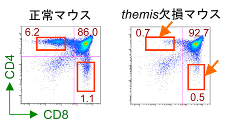 ノックアウトマウス作製による原因遺伝子の確認の図