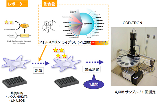 体内時計をつかさどる「時間の定規」を発見