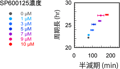 概日リズム周期とPER2タンパク質半減期の相関の図