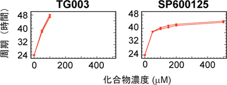 化合物により培養細胞の概日リズム周期を倍に延長の図