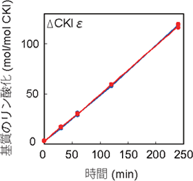 CKIリン酸化反応の温度非依存性の図