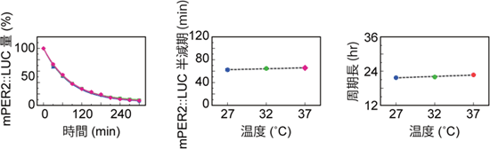 PER2タンパク質の温度非依存性の図
