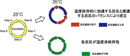 温度補償性についての2つの有力仮説の図