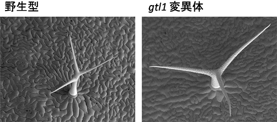 GTL1は細胞生長を抑制する働きを持つの図