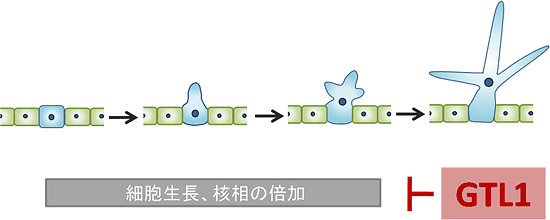 トライコーム形成過程でのGTL1の役割の図