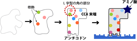 tRNAの成熟化プロセスの図