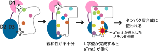 aTrm5によるtRNAのL字型構造のチェック機構の図