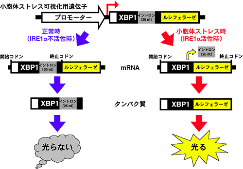 小胞体ストレス可視化マウスに導入された遺伝子と作用機序の模式図の画像