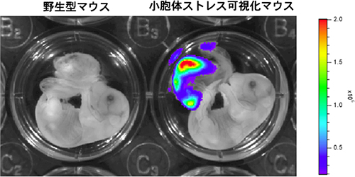 小胞体ストレス可視化マウスの胎児におけるシグナル解析の結果の図