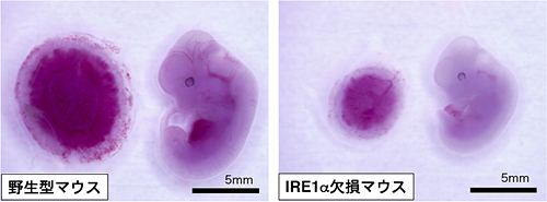野生型マウスとIRE1αを欠損させたマウスの胎盤（左側）と胎児（右側）の図