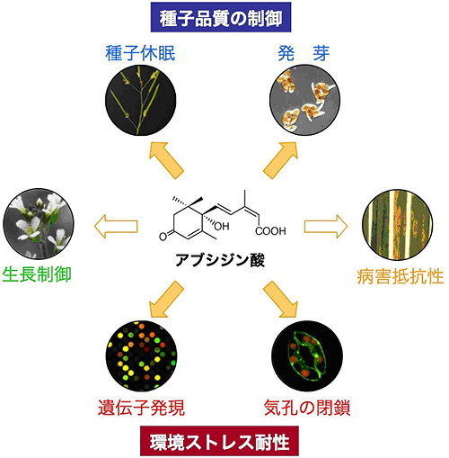 アブシジン酸はさまざまな植物の機能をコントロールする重要な植物ホルモンであるの図