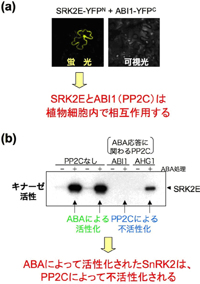 PP2CとSnRK2は細胞内で相互作用するの図