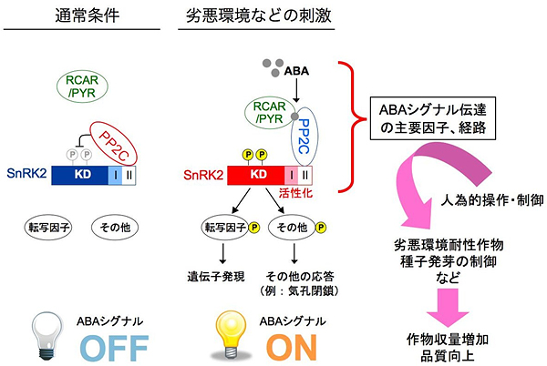 本研究で明らかとなったABAシグナル伝達のメカニズムの図