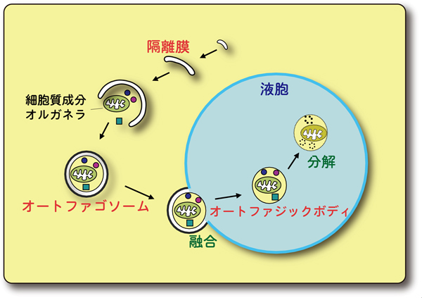 オートファジーの進行過程の図