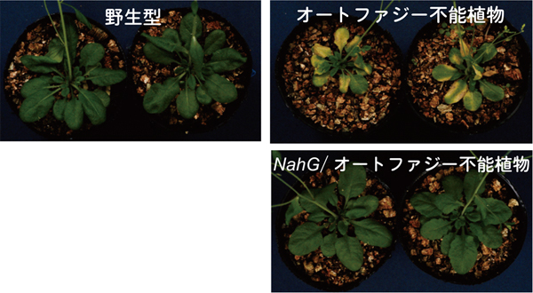 オートファジー不能植物における細胞死促進とその抑制の画像