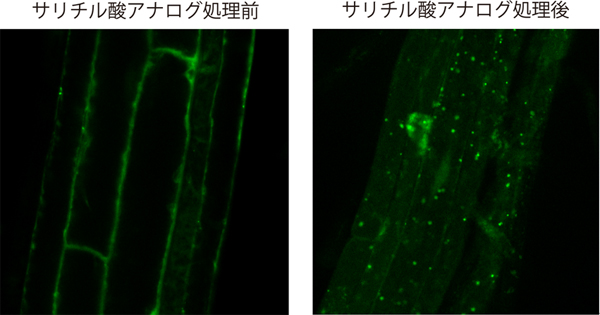 オートファジーはサリチル酸シグナルによって誘導されるの画像