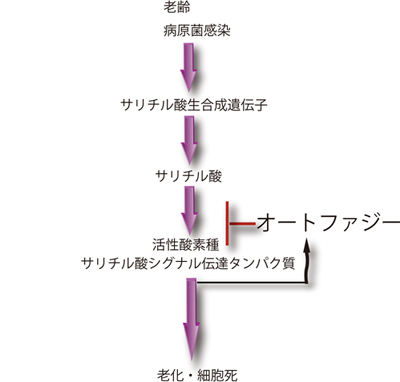 老化・病原菌感染過程での植物オートファジーの役割の図