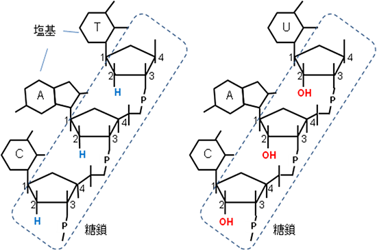 DNA（左）とRNA（右）の図