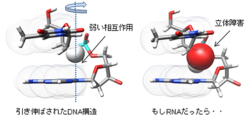 相同組み換えタンパク質に結合したDNAとRNAの構造（タンパク質は省略）の図