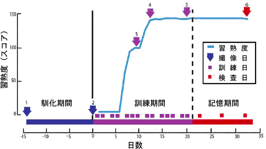 訓練による熟達過程と撮像のタイミングの図