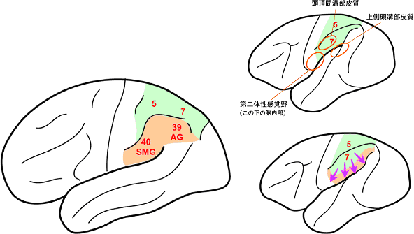 研究結果のイメージ図の画像