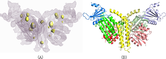ヒスチジンキナーゼとレスポンスレギュレーターの複合体構造の画像