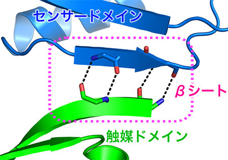 センサードメインと触媒ドメインの間で形成するβシートの図