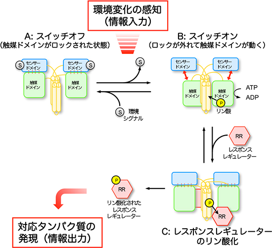 ヒスチジンキナーゼが環境変化感知をリン酸化反応に変換するメカニズムの模式図の画像