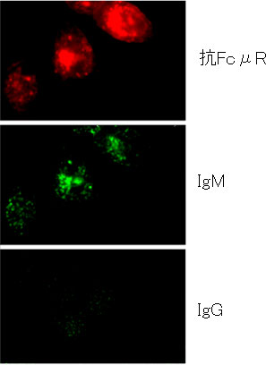 IgM抗体の受容体FcμRによるIgMのHela細胞内への取り込みの図