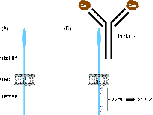 FcμR の分子構造とＩｇＭの刺激でシグナルが伝達する様子の図