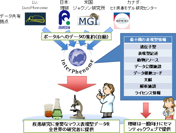 国際マウス表現型ポータルサイトの概要図