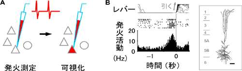 傍細胞記録法の原理(A)と錐体細胞の発火活動の記録例(B)の図